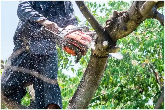 tree services La Yuca